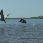 DCIM100SPORT It is amazing to see these graceful birds fly