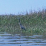 DCIM100SPORT Great Blue Heron