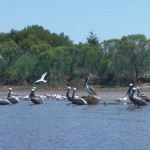 DCIM100SPORT Brown Pelcans on the Cape Fear River