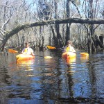 DCIM100SPORT Kayaking on the Black River in the Three Sisters Swamp