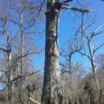 DCIM100SPORT One of the large bald cypress trees in the Three Sisters