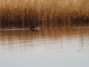 Pie-Billed Grebe